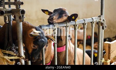 Capra giovane liscia-rivestita su una fattoria di montagna. Capra camoscio alpino. Foto Stock