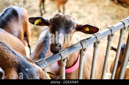 Capra giovane liscia-rivestita su una fattoria di montagna. Capra camoscio alpino. Foto Stock