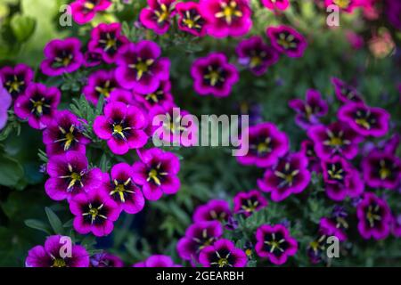 Calibrachoa "Good Night Kiss" Foto Stock