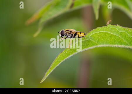 Sole fly / Marsh hoverfly (Helophilus pendulus / Helophilus similis) che riposa sulla foglia in estate Foto Stock