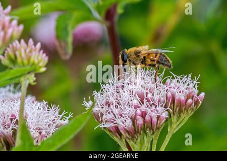 Mosca comune dei droni (Eristalis tenax) volata migratoria impollinante e nutrimento sul nettare da canapa-agrimonia (Eupiatorium cannabinum) fiore in estate Foto Stock