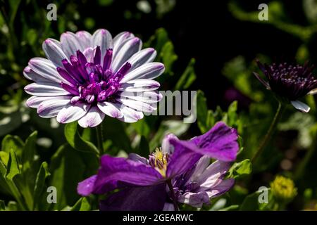 Osteospermum "3D Blueberry Shake" Foto Stock