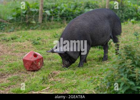 black berkshire maiale giocando con noia buster giocattolo Foto Stock