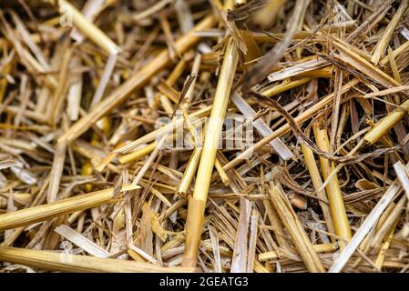 Macro foto di fieno e stoppia su un campo falciato, consistenza di grano falciato. Foto Stock