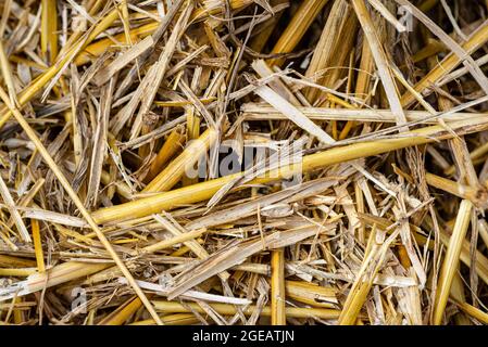 Macro foto di fieno e stoppia su un campo falciato, consistenza di grano falciato. Foto Stock