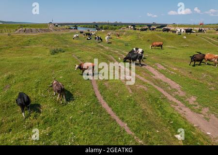 Vista aerea del pascolo di mucche su campo pascolo, vista dall'alto drone pov , in campo erba queste mucche sono solitamente utilizzate per la produzione di latte. Foto Stock