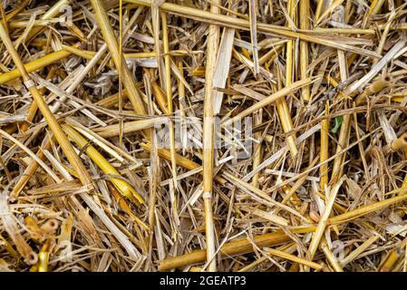 Macro foto di fieno e stoppia su un campo falciato, consistenza di grano falciato. Foto Stock