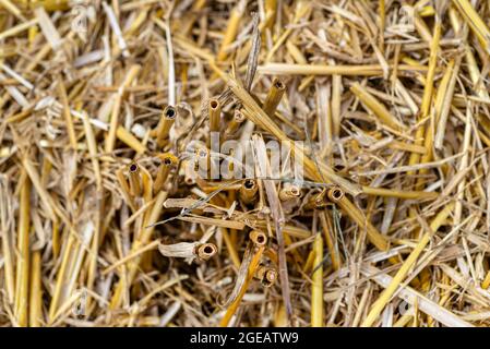 Macro foto di fieno e stoppia su un campo falciato, consistenza di grano falciato. Foto Stock