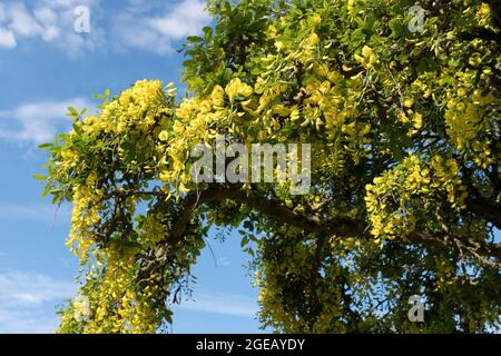 dh Yellow Flowering LABURNUM ALPINUM FLORA Maggio Giugno Scotland Tree UK Foto Stock