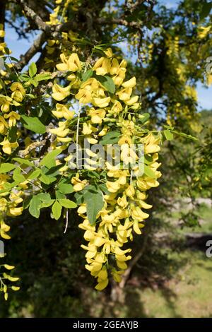 dh Yellow Flowering LABURNUM ALPINUM FLORA albero pod estate uk scozia fiore macro Foto Stock