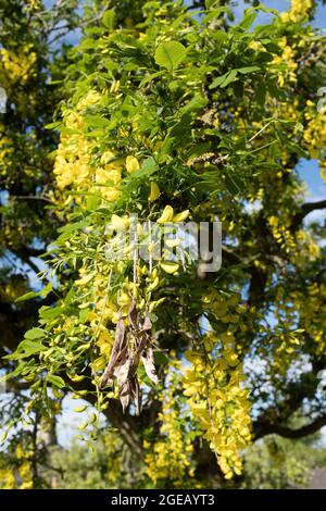 dh Yellow Flowering LABURNUM ALPINUM FLORA Scozia Maggio Giugno Estate UK pod fiori pod macro Foto Stock