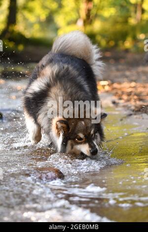 Ritratto di un giovane cane finlandese Lapphund che gioca in acqua in un lago Foto Stock