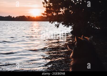Ritratto di un giovane cane finlandese Lapphund seduto al lago al tramonto Foto Stock