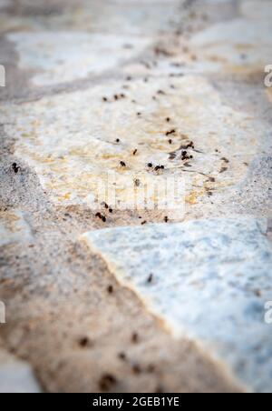 Una colonia di formiche che marciano in una linea. Foto Stock