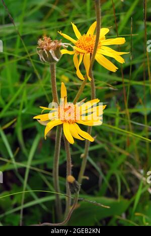 wolf's Bane, leopard's Bane, Mountain Tobacco e montagna arnica, Arnika, Echte Arnika, Arnica montana, hegyi árnika, Europa Foto Stock