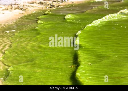 Fioritura dell'acqua, fioritura in estate. Ostruzione di acqua sporca. Problema ambientale globale causato dalle sostanze chimiche. Alghe nel lago, fiume. REP. Attivo Foto Stock