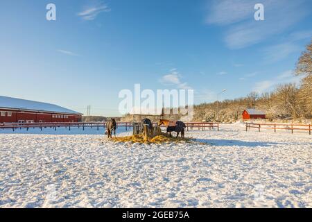 Bella vista dei cavalli sul pascolo vicino stabile in sole giornata invernale. Svezia. Foto Stock