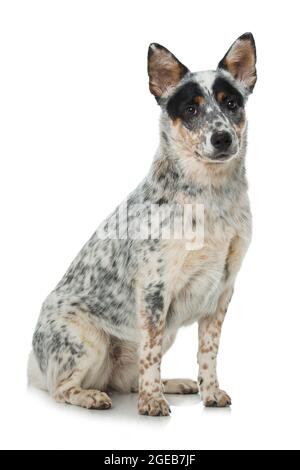 Cane bovino australiano isolato Foto Stock