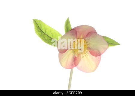 Fiore aperto di una pianta di hellebore su un gambo fotografato su un backgopund bianco Foto Stock