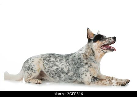 Cane bovino australiano isolato Foto Stock