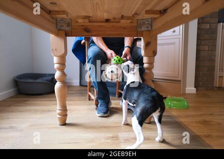 Un giocattolo per cani tenuto da un uomo e tirato da un cucciolo di Boston Terrier sotto un tavolo di legno Foto Stock