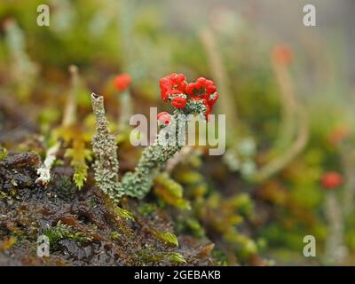Tiny World - fantastici corpi fruttati rossi di Cladonia cristatella – soldati britannici lichen su gambi grigi frilly in Cumbria Inghilterra Regno Unito Foto Stock
