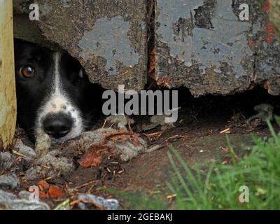 Il cane da pastore della fattoria con espressione pleading guarda fuori con occhio luminoso dal gap oscuro sotto la porta fienile dilatata con vernice sfaldante in Cumbria, Inghilterra, Regno Unito Foto Stock