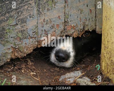 Il cane da pastore della fattoria con espressione pleading guarda fuori con occhio luminoso dal gap oscuro sotto la porta fienile dilatata con vernice sfaldante in Cumbria, Inghilterra, Regno Unito Foto Stock
