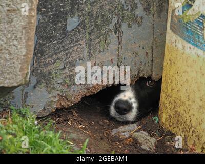 Il cane da pastore della fattoria con espressione pleading guarda fuori con occhio luminoso dal gap oscuro sotto la porta fienile dilatata con vernice sfaldante in Cumbria, Inghilterra, Regno Unito Foto Stock