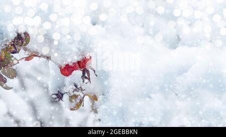 Sfondo natalizio con frutti di bosco di rose ricoperti di neve. Design artistico invernale di Capodanno Foto Stock