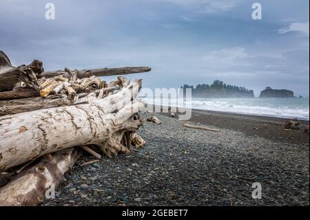 Drift legno, tronco di albero su Ruby Beach nel Parco Nazionale Olimpico, Washington Foto Stock