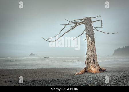 Albero morto sulla spiaggia di Ruby nel Parco Nazionale Olimpico, Washington Foto Stock