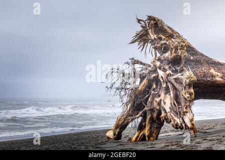 Drift legno, tronco di albero su Ruby Beach nel Parco Nazionale Olimpico, Washington Foto Stock