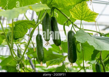 Coltivando mini cetrioli, cetrioli di spuntini, in serra, vicino a Straelen, NRW, Germania, Foto Stock