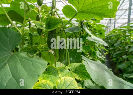 Coltivando mini cetrioli, cetrioli di spuntini, in serra, vicino a Straelen, NRW, Germania, Foto Stock