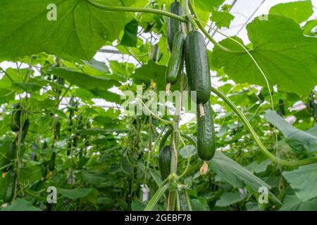 Coltivando mini cetrioli, cetrioli di spuntini, in serra, vicino a Straelen, NRW, Germania, Foto Stock