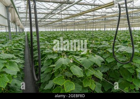 Coltivando mini cetrioli, cetrioli di spuntini, in serra, vicino a Straelen, NRW, Germania, Foto Stock