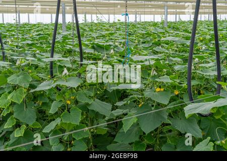 Coltivando mini cetrioli, cetrioli di spuntini, in serra, vicino a Straelen, NRW, Germania, Foto Stock