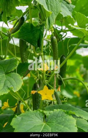 Coltivando mini cetrioli, cetrioli di spuntini, in serra, vicino a Straelen, NRW, Germania, Foto Stock