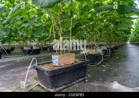 Coltivazione di mini cetrioli, cetrioli per spuntini, in serra, piante che crescono in cestini di substrato, vicino a Straelen, NRW, Germania, Foto Stock