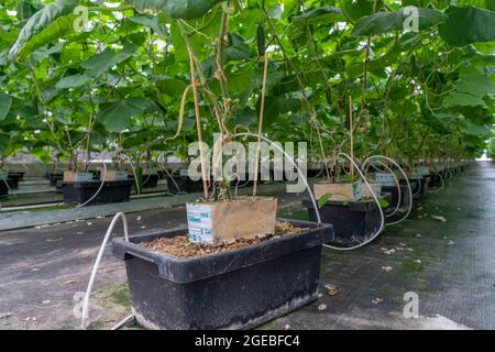 Coltivazione di mini cetrioli, cetrioli per spuntini, in serra, piante che crescono in cestini di substrato, vicino a Straelen, NRW, Germania, Foto Stock