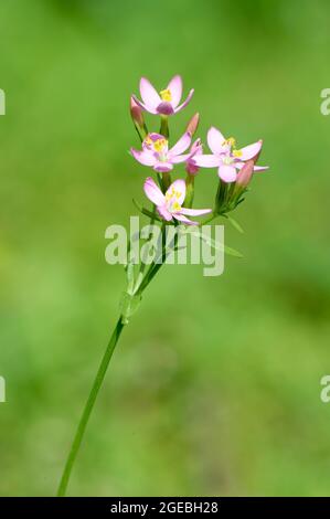 Centaury comune - Centaurium erythraea, Chiuso di testa di fiore Foto Stock