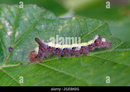 Gray Dagger Moth - Acronicta psi, caterpillar Foto Stock