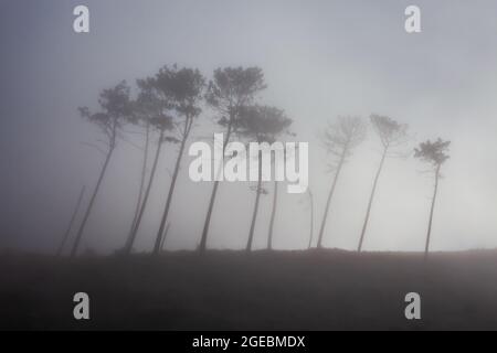 Fantasy foresta in nebbia paesaggio a Madeira Island, Portogallo Foto Stock