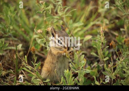 Un giovane chipmunk puzza e mangia piccoli fiori Foto Stock