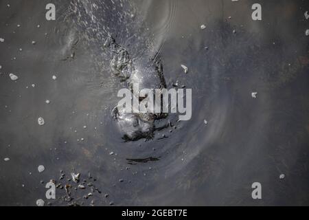 Comuni foche, madre e cucino interagenti, Aberdeen, Scozia Foto Stock