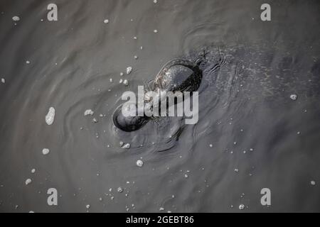 Comuni foche, madre e cucino interagenti, Aberdeen, Scozia Foto Stock