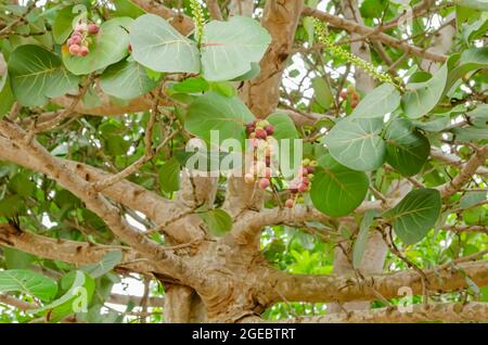 Albero di colza con frutta Foto Stock