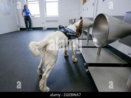 Vancouver, Canada. 18 agosto 2021. Il cane di rilevamento 'Finn' mette la sua testa nel cono a forma di profumo stand per cercare COVID-19 odore all'interno della sala di formazione al Vancouver General Hospital a Vancouver, British Columbia, Canada, il 18 agosto 2021. I primi cani di rilevamento COVID-19 del Canada sono stati addestrati per 6 mesi e pronti per essere impiegati per il lavoro nelle prossime settimane. Credit: Liang Sen/Xinhua/Alamy Live News Foto Stock