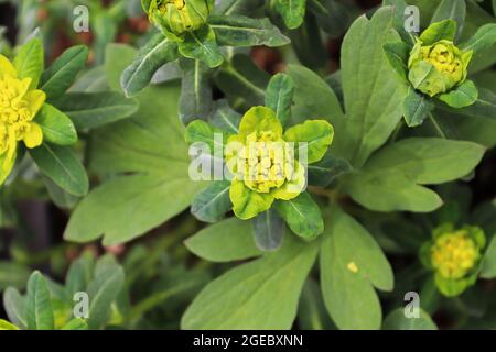 Cuscino giallo Spurge che cresce in un giardino esterno Foto Stock